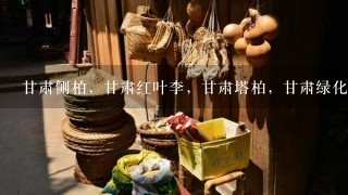 甘肃侧柏，甘肃红叶李，甘肃塔柏，甘肃绿化苗木基地|甘肃卖树苗|| 常年主营：塔柏，红叶小檗，连翘，国槐，高山黄杨，红叶李，雪松，樱花，紫叶矮樱，金叶女贞，小叶女贞，水蜡，广玉兰，冬青，等