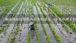 懂园林绿化和花卉苗木的朋友：冬青草种子在北方的种植发芽技术，有分株的不要，我知道的是发芽率很低，不知道对否，希望有行家赐教，如何用种子种植及如何提高种子的发芽率？有重谢！