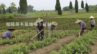 鄢陵苗木基地哪个最好