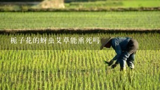 栀子花的蚜虫艾草能熏死吗