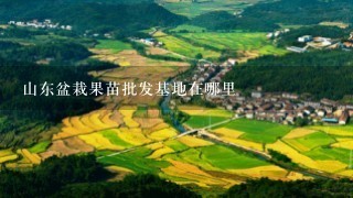 山东盆栽果苗批发基地在哪里