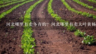 河北哪里有卖冬青的？河北哪里有卖大叶黄杨的？河北绿化苗木基地在哪？本基地常年供应河北、北京、天津绿化苗木，基地品种如下：北海道黄杨 红叶小檗 金叶女贞 棣棠 丛生丁香 扶芳藤 红王子锦带 瓜子黄杨 红叶石楠 红瑞木 蜀桧 卫矛 小龙柏 丛生紫荆 紫叶李小苗