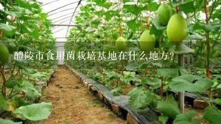 醴陵市食用菌栽培基地在什么地方？