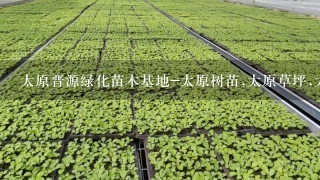 太原晋源绿化苗木基地-太原树苗,太原草坪,太原苗木产品供应!