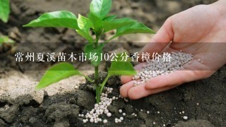 常州夏溪苗木市场10公分香樟价格