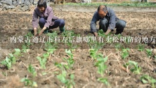 内蒙古通辽市科左后旗哪里有卖松树苗的地方