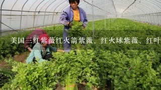 美国3红紫薇红火箭紫薇、红火球紫薇、红叶紫薇