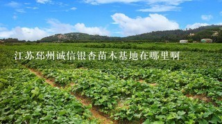 江苏邳州诚信银杏苗木基地在哪里啊