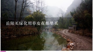 岳阳买绿化用草皮在那里买