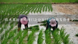 苗木基地香樟树13公分至15公分批发价多少？