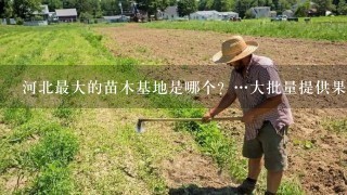 河北最大的苗木基地是哪个？…大批量提供果树和绿化树苗的、