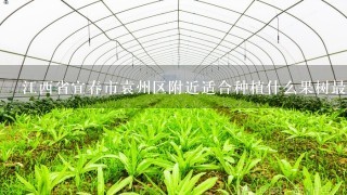 江西省宜春市袁州区附近适合种植什么果树最有经济价