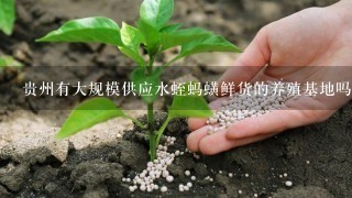 贵州有大规模供应水蛭蚂蟥鲜货的养殖基地吗？