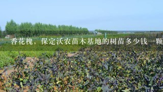 香花槐，保定沃农苗木基地的树苗多少钱1颗啊？