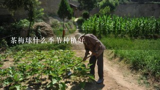 茶梅球什么季节种植好