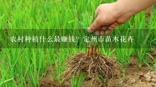 农村种植什么最赚钱？定州市苗木花卉