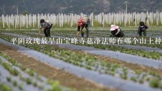 平阴玫瑰最早由宝峰寺慈净法师在哪个山上种植的？