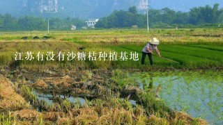 江苏有没有沙糖桔种植基地