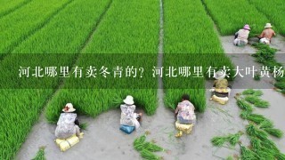 河北哪里有卖冬青的？河北哪里有卖大叶黄杨的？河北绿化苗木基地在哪？本基地常年供应河北、北京、天津绿化苗木，基地品种如下：北海道黄杨 红叶小檗 金叶女贞 棣棠 丛生丁香 扶芳藤 红王子锦带 瓜子黄杨 红叶石楠 红瑞木 蜀桧 卫矛 小龙柏 丛生紫荆 紫叶李小苗