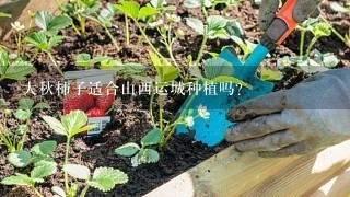 大秋柿子适合山西运城种植吗？