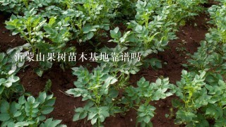 沂蒙山果树苗木基地靠谱吗