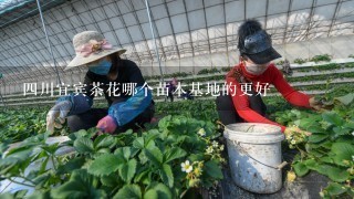 4川宜宾茶花哪个苗木基地的更好