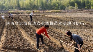 陕西省运城康达农业核桃苗木基地可信吗?