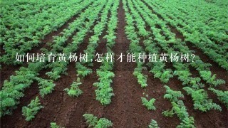 如何培育黄杨树,怎样才能种植黄杨树？