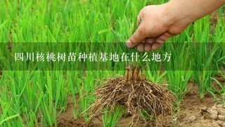 4川核桃树苗种植基地在什么地方