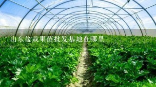 山东盆栽果苗批发基地在哪里