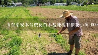 山东泰安本昌樱花苗木基地现有樱花小苗100000株0.8-1公分的预售开始了，榆叶梅100000株，碧桃100000株。