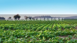 中国最大的沉香人工种植基地在哪里？