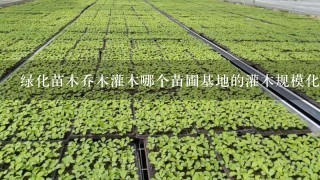 绿化苗木乔木灌木哪个苗圃基地的灌木规模化、灌木标准化、灌木统1化！