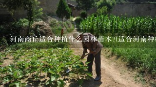 河南商丘适合种植什么园林苗木?(适合河南种植，效益高，销售好)