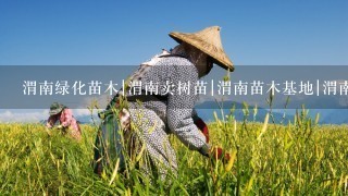 渭南绿化苗木|渭南卖树苗|渭南苗木基地|渭南红叶李|渭南在哪买树苗。基地常年销售：工程苗，农户种植小苗，占地苗木，塔柏，侧柏，刺柏，云山，红叶李，高山黄杨，红叶小檗，国槐，樱花，紫叶矮樱，月季，玫瑰，金叶女贞，连翘，红叶碧桃，冬青，白皮松，银杏，紫穗槐，红叶石楠，营养钵苗木。请问