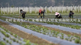 大叶女贞生产厂家哪家好大叶女贞南阳大叶女贞哪家好