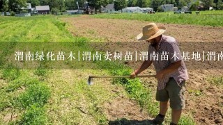 渭南绿化苗木|渭南卖树苗|渭南苗木基地|渭南红叶李|渭南在哪买树苗。基地常年销售：工程苗，农户种植小苗，占地苗木，塔柏，侧柏，刺柏，云山，红叶李，高山黄杨，红叶小檗，国槐，樱花，紫叶矮樱，月季，玫瑰，金叶女贞，连翘，红叶碧桃，冬青，白皮松，银杏，紫穗槐，红叶石楠，营养钵苗木。请问