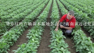 华东红叶石楠苗木基地怎么走?离南京近还是离合肥近呢?