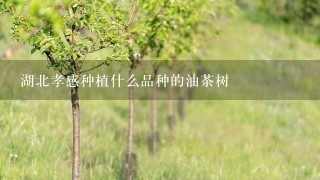 湖北孝感种植什么品种的油茶树