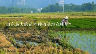 山东最大的苗木种植基地在哪里?