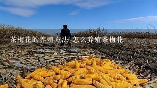 茶梅花的养殖方法 怎么养殖茶梅花