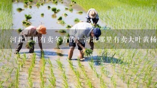 河北哪里有卖冬青的？河北哪里有卖大叶黄杨的？河北绿化苗木基地在哪？本基地常年供应河北、北京、天津绿化苗木，基地品种如下：北海道黄杨 红叶小檗 金叶女贞 棣棠 丛生丁香 扶芳藤 红王子锦带 瓜子黄杨 红叶石楠 红瑞木 蜀桧 卫矛 小龙柏 丛生紫荆 紫叶李小苗