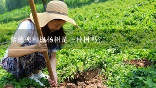 紫穗槐和枫杨树是1种树吗？