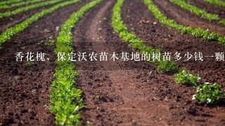 香花槐，保定沃农苗木基地的树苗多少钱1颗啊？