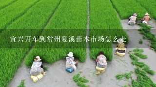 宜兴开车到常州夏溪苗木市场怎么走