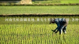 河南雪松苗圃基地_董先生特色苗木范围:各种规格雪松.原生香花槐.北海道黄扬及种条.法桐.大叶女贞.