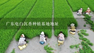 广东电白沉香种植基地地址