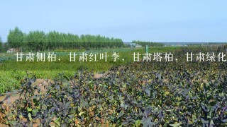 甘肃侧柏，甘肃红叶李，甘肃塔柏，甘肃绿化苗木基地|甘肃卖树苗|| 常年主营：塔柏，红叶小檗，连翘，国槐，高山黄杨，红叶李，雪松，樱花，紫叶矮樱，金叶女贞，小叶女贞，水蜡，广玉兰，冬青，等