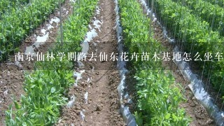 南京仙林学则路去仙东花卉苗木基地怎么坐车