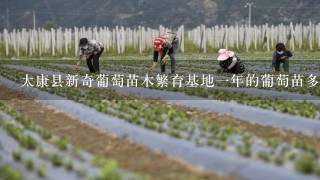 太康县新奇葡萄苗木繁育基地1年的葡萄苗多少钱